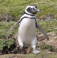 Saunders Island - The Neck